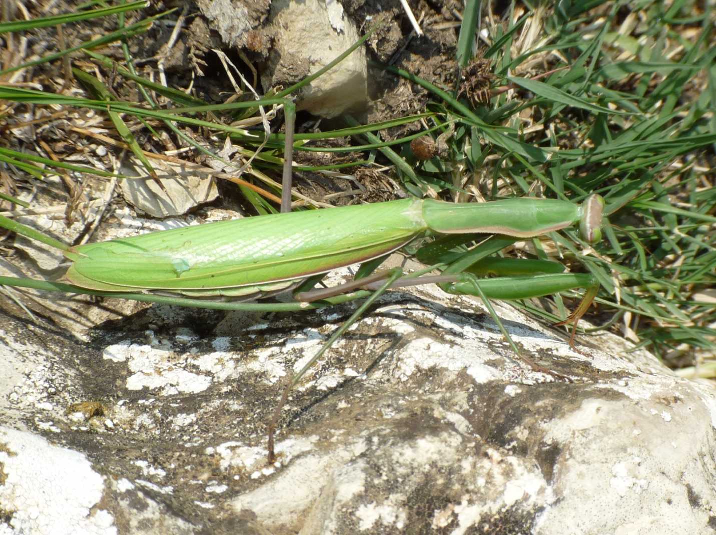 Il mistero delle mantidi mancanti